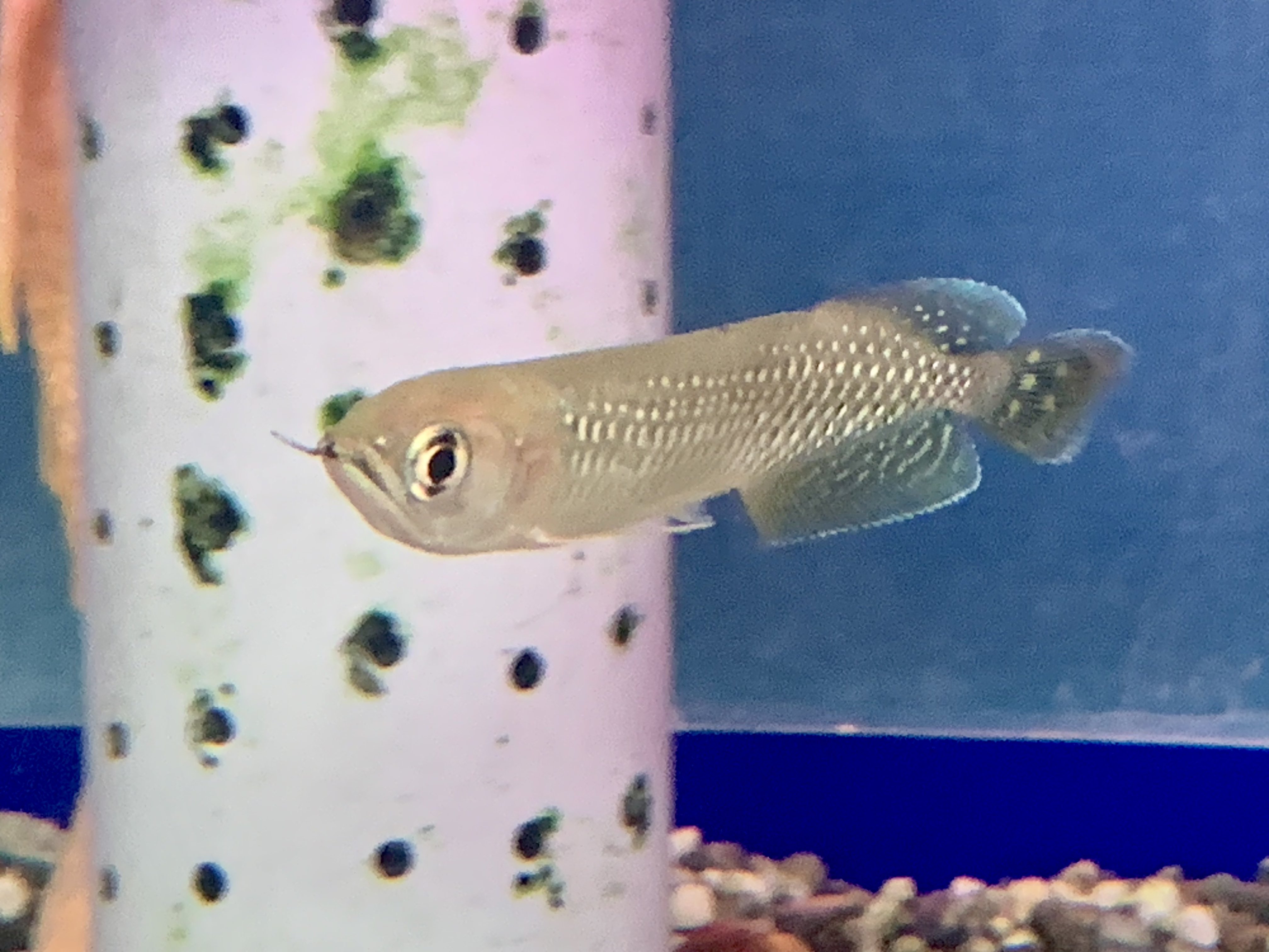 ノーザンバラムンディ - Search / X