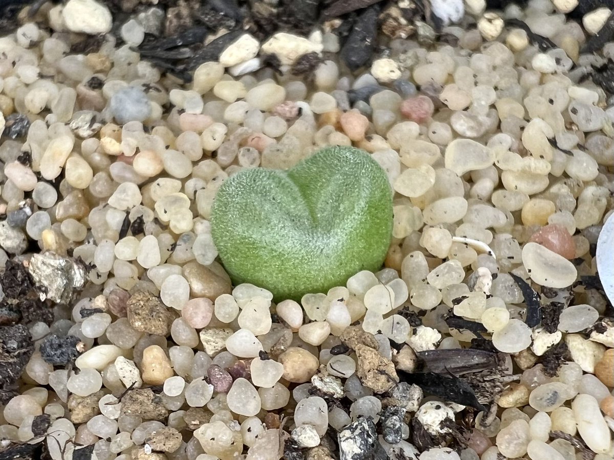 #포에니시움 #코노피튬