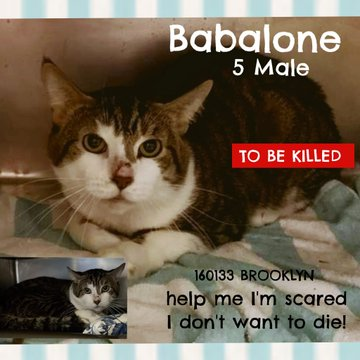 PeterAskin1's tweet photo. One more chance for this dear boy
who is on the ropes &amp; looks for joy! 
He won't get that at that #NewYork place!
Help "Babalone" win the rescue race
or death will come on 01/24 this we know!
Adopt this boy who needs you so!
Or pledge for rescue &amp; no more woe! 🙏
VERY URGENT! https://t.co/s1H45zBQjm