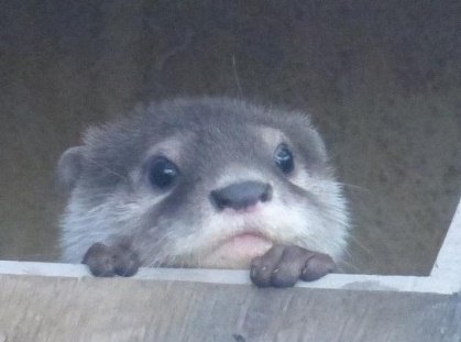 Michelle Otter 🏳️‍⚧️🦦 on Twitter: "@CertainTeaa @UCP_nothing @The_sigma