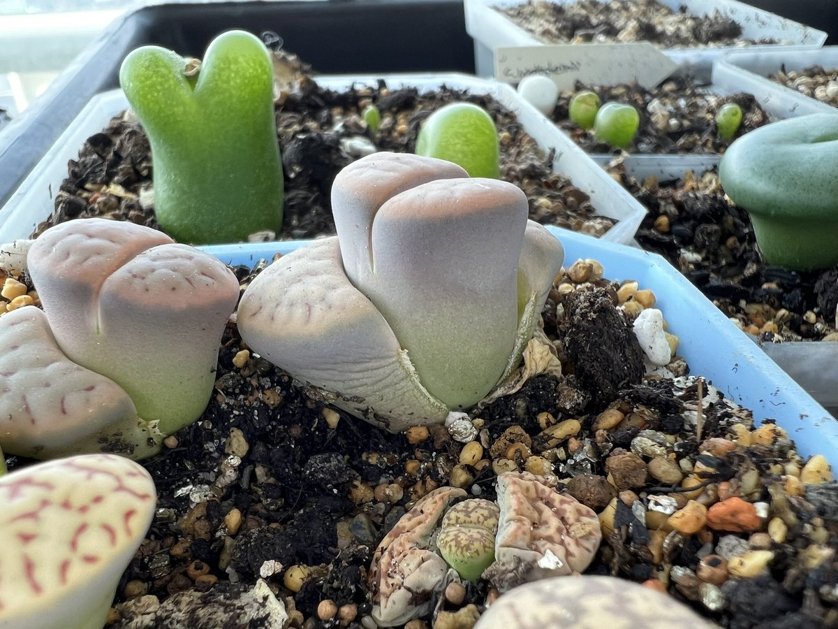 #구엽 을 다 말리고 신엽을 만들으라고…
왜 또 배가 통통해지는건데..?🫠

알겠어.. 구엽 떼줄테니까 건강히만 자라라..

#사춘기 #리톱스 #으휴