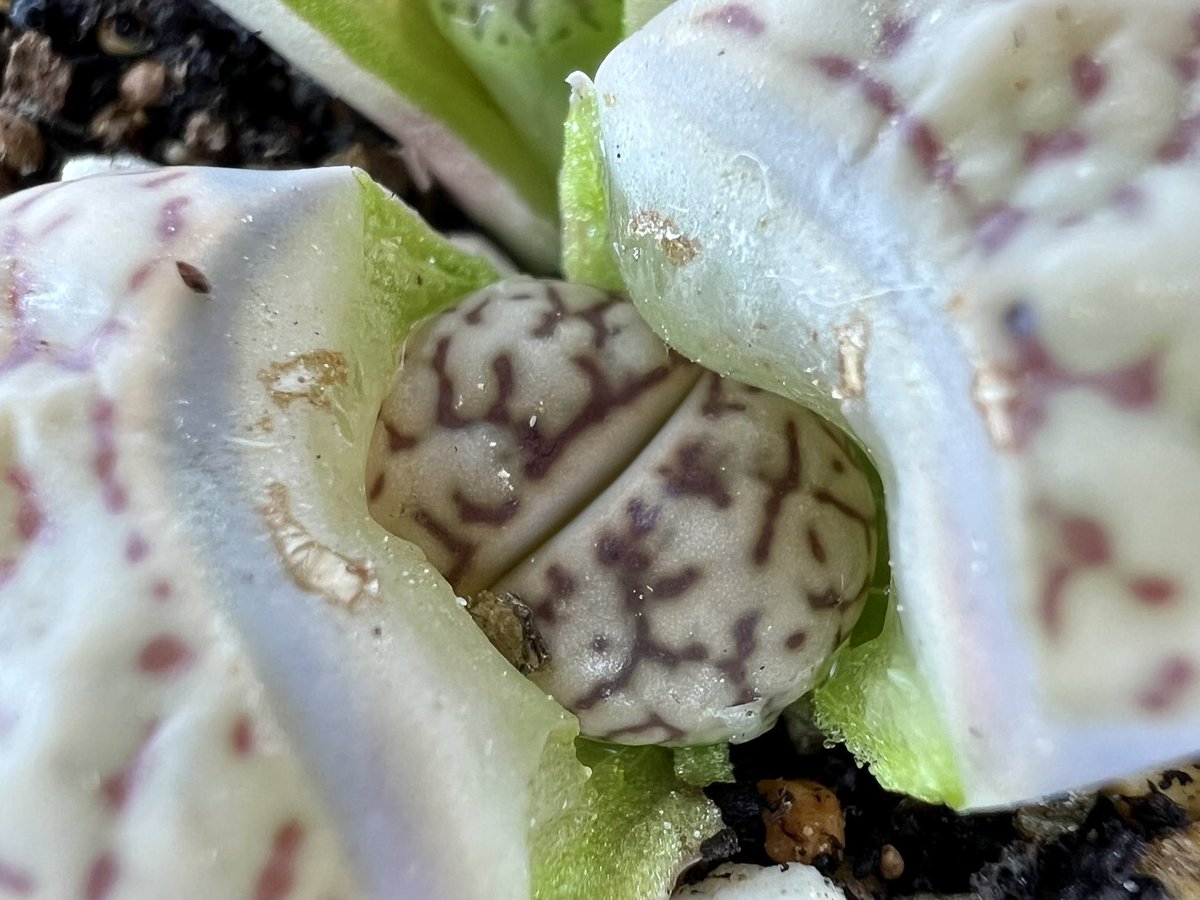 #브롬필디멘델리 #리톱스 

떡잎부터 다른 내 새끼💚
신엽도 예쁨 장착하고 맞이하는 즁🌱