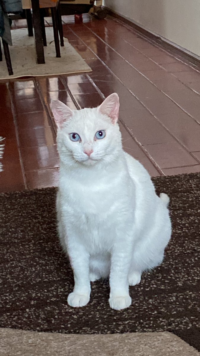 sonia0110's tweet photo. @tu_mpdg Cleito y agustina… Cleito indor desde bebé y agustina adoptada, ya hace 9 meses con nosotros, indor también…sus humanos la@dejaron en la calle y ahora es mía y las amamos … Agustina llegó flaquita y ahora parece una chanchita… 😍😍 https://t.co/1Zkzpd4sCZ