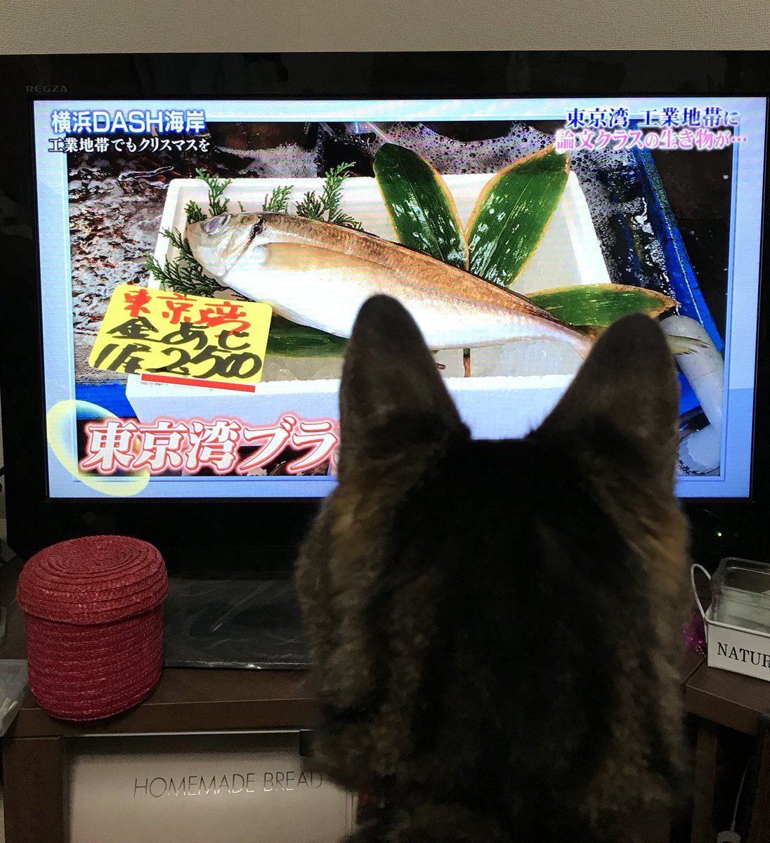 気がついたら10日近く何もしてなかった…‼︎
何も貼れるものないのでとりあえず高級なお魚をじっと見つめるうちのとらきちくん貼っときます💦