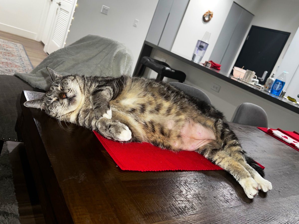 haley_brust's tweet photo. @TweetsOfCats https://t.co/jP049PMKja