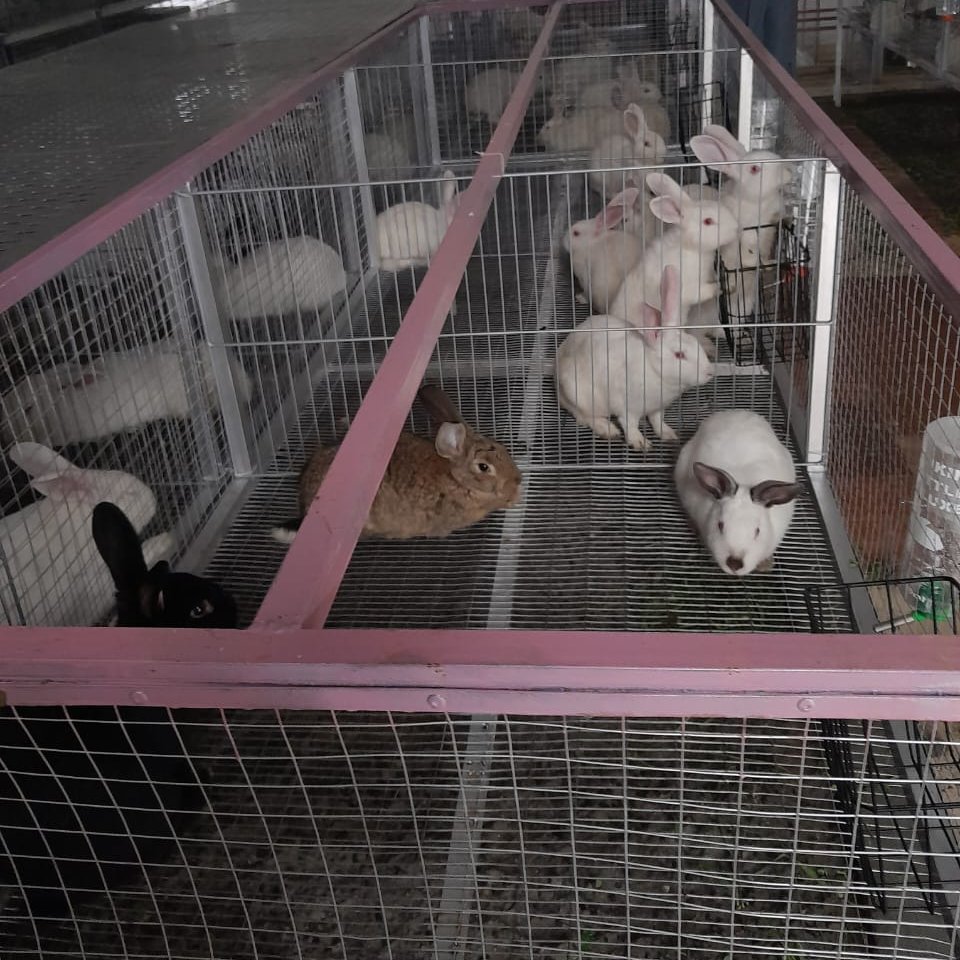 Rabbitik Farming tweet media