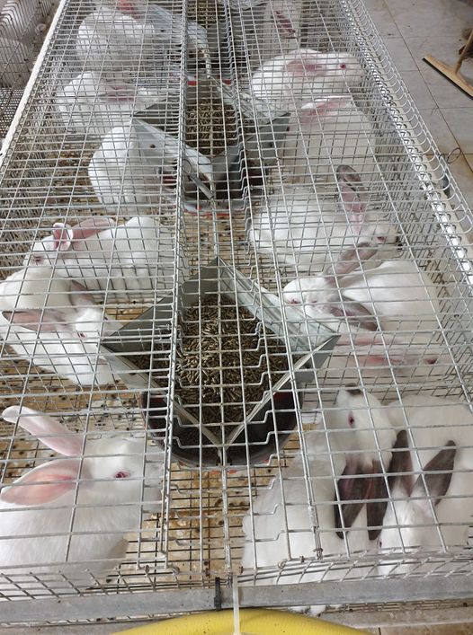 Rabbitik Farming tweet media