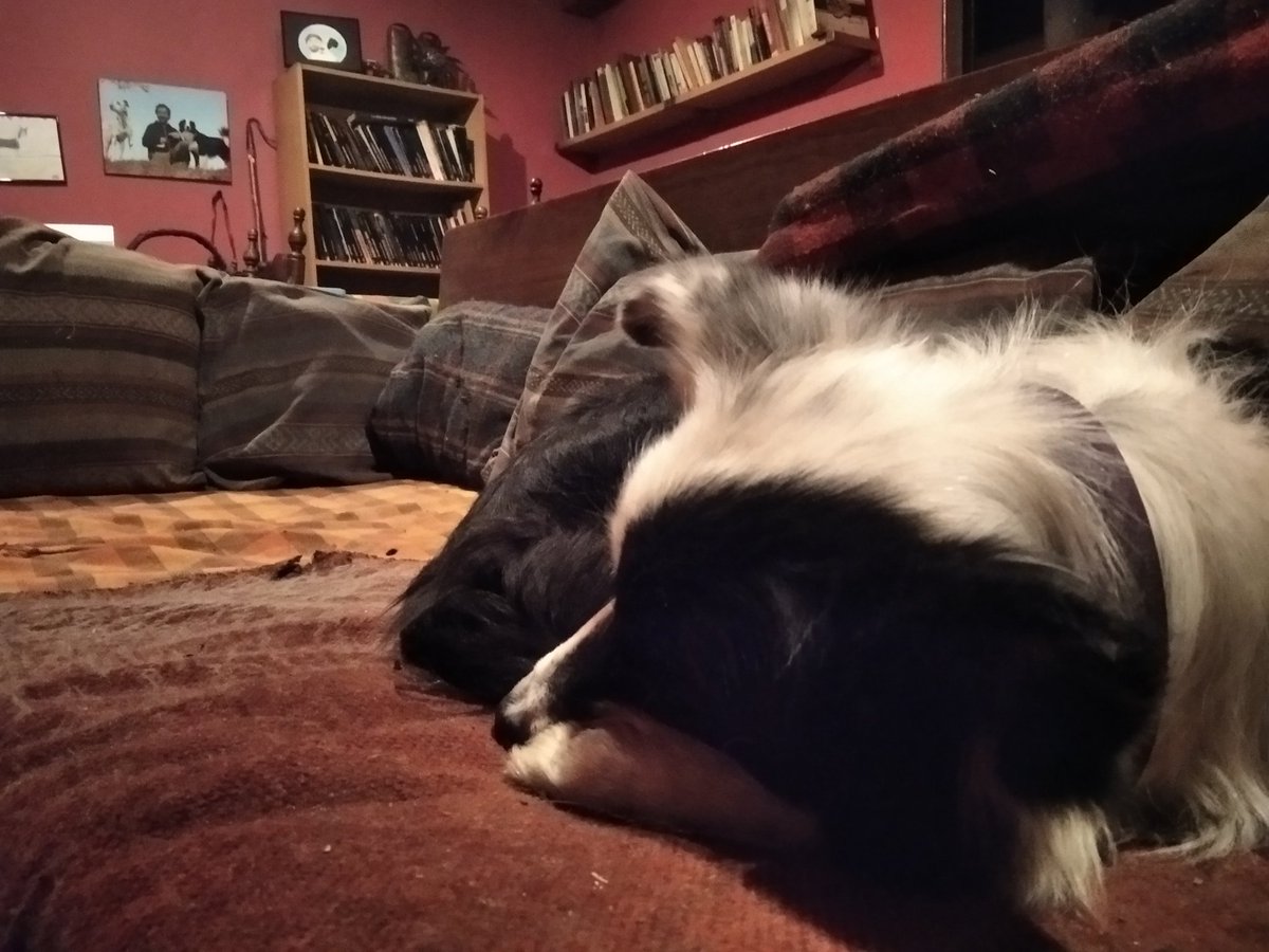 Jo tota la nit talaiant la #Guillotassa🦊 i vetllant per les #Tiues🐑.
I ella jaient a l'escon i anar mirant el foc......😒😒
#FuckColliesPijesMimades 
#FuckPrefe 
#TotElPoderPelSovietUolis
#QueCaiguiElTsarMalPastor
#AssaltemElPalauDhivern
#ÉsLaLluitaDeClasses 
#Revolució!!!✊