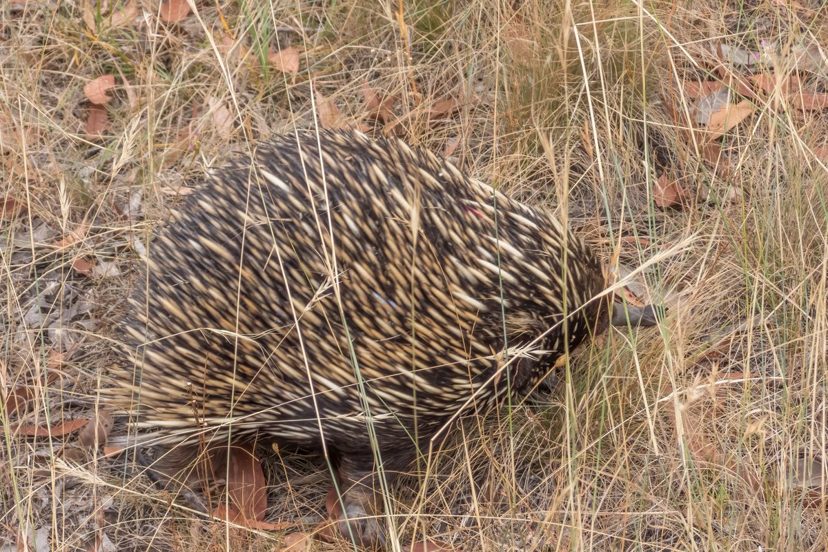 c_mperman's tweet photo. #Canberrawalks today was a nature walk around a route in @MulligansFlat where we generally hope to see echidnas. @wapple15 @CraigAllenCBR @GbhvfRon @KMRiethmiller https://t.co/sTqzLYGJOC