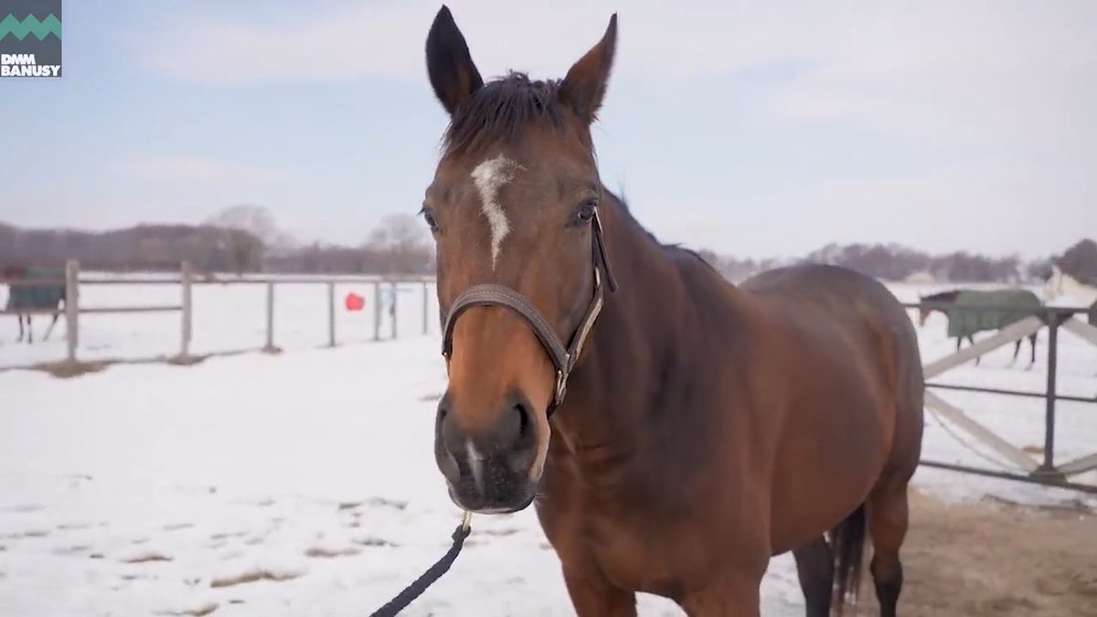 バヌーシー🐴もうすぐう産まれる
あの馬の仔が㊗️

1月16日ヴィンクーロ2023㊗️誕生(牡馬🐴父レイデオロ)

次はラヴズオンリーユーの予定😊

バヌーシー(DMMドリームファーム)所有繁殖牝馬の状況をまとめてみました！(血統書データベースサービスより)  