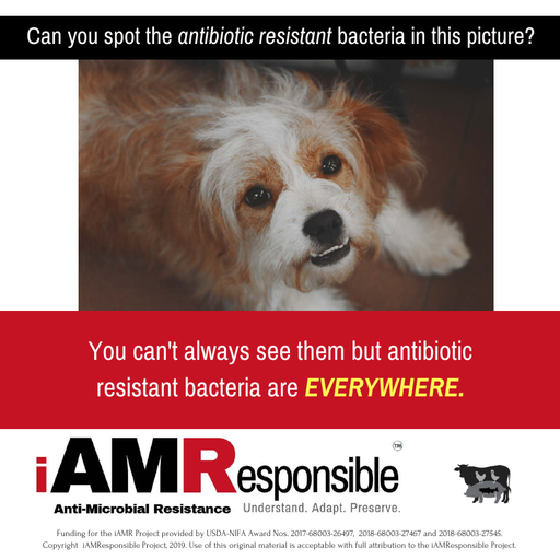 #AntibioticResistance in pets is increasing due, in part, to overuse of #antibiotics. 

Reduced #antibiotic effectiveness is a threat to long-term health of our #pets 

Let us #vaccinate to reduce #AMR

Cc: ow.ly/JNd350klFH4

#RwOT
#OneHealth #AntibioticStewardship
#ARSMUN