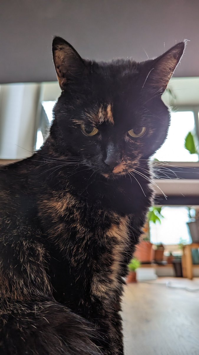 BoredPredator's tweet photo. I'm not just high on catnip, I'm a skyscraper. But unlike King Kong, I don't have to climb to the top, I was born there.
#KingKitty #HighAsAKite #CatsOfTwitter https://t.co/5swuMJDTcS