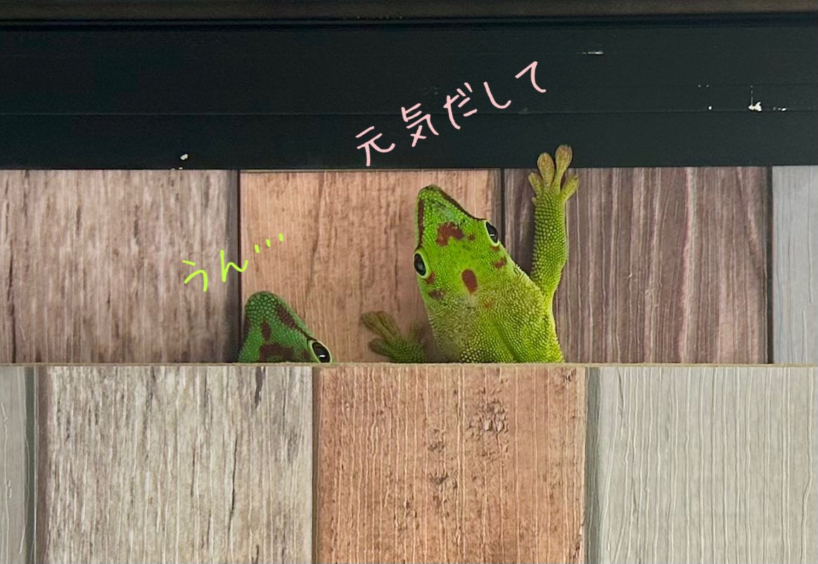 ここ数日、なぜか元気がないオス…
いつもは塩対応のメスが
寄り添って励ましてるみたい
時々鳴いてコミュニケーションもとってる
#グランディスヒルヤモリ