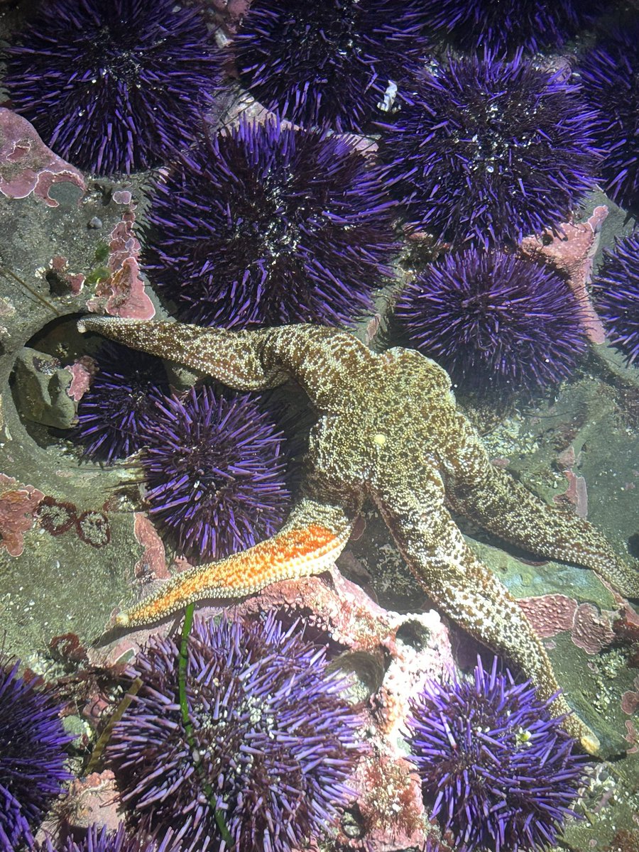 BrennaRothman's tweet photo. Calling all echinoderm aficionados!! Does anyone have an idea why this Evasterias is partly orange? 
Not sure if this one is just quirky or if there’s an underlying cause for its seemingly odd appearance 🤔🤔 https://t.co/CYgjURUQNE