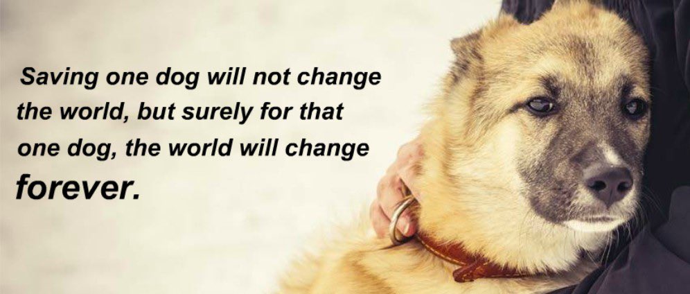 Stichting Dierennood tweet media