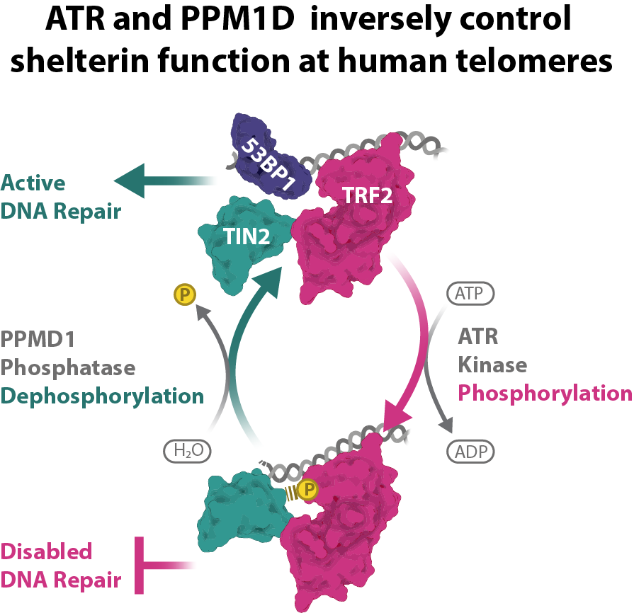 LMacurek's tweet photo. Dear all, I am happy to share our new paper in NAR https://t.co/Nx9vqKUTQZ where we show that shelterin function at telomeres is regulated by opposing activities of ATR and PPM1D. Thanks Radka, Matous and all others for great work! Libor https://t.co/MWTRV5Vrnh