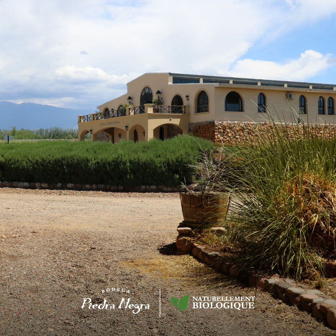 Para los amantes del buen vino y la naturaleza, tenemos una variedad de experiencias turísticas imperdibles. Conectá con la viticultura de forma sin igual en nuestros recorridos guiados por la bodega y degustaciones.

#PiedraNegra #Biodinamicas #Organico #Vino #Mendoza #Mendoza