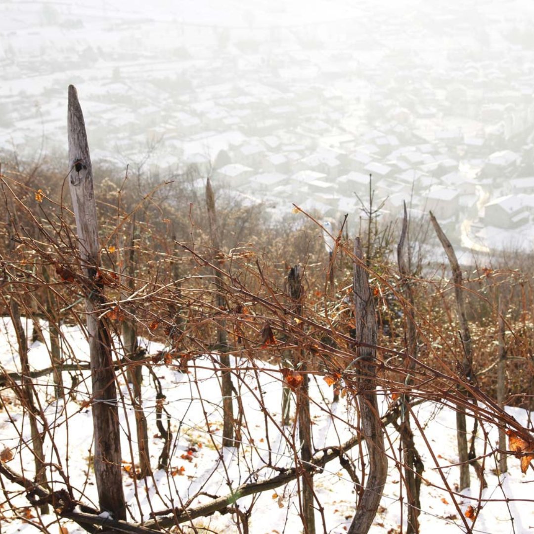 Con un tempo così una buona bottiglia di Nebbiolo della Valtellina ci sta tutta

#RadioBottiglia #Valtellina #NebbioloLovers #ValtellinaSuperiore #vinovino #winerylovers #winelife