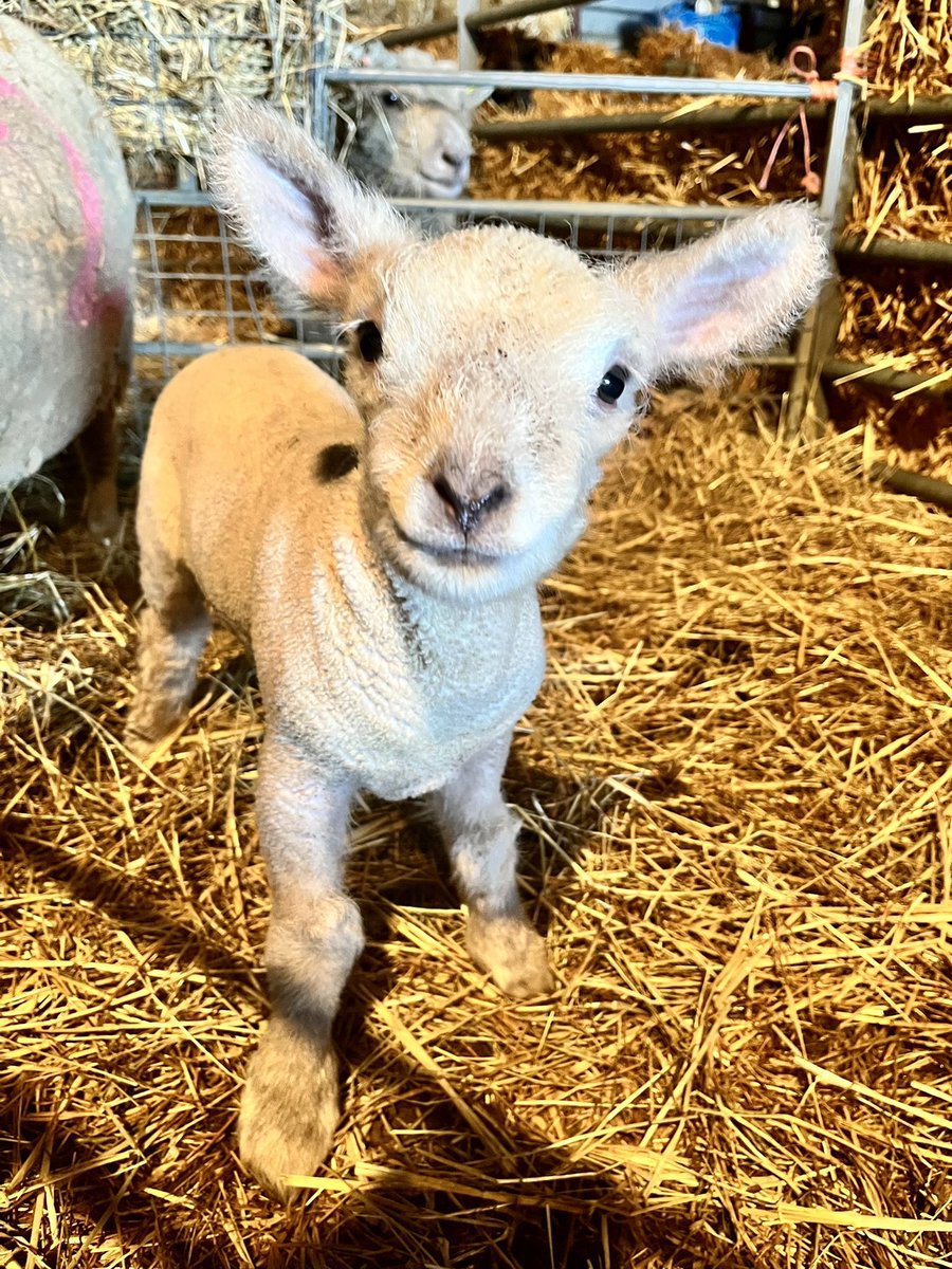 Our second born lamb is super handsome, and boy he knows it 🥰🐑

#lamb #alpacawalkinglincolnshire #visitlincolnshire #alpacaexperience #alpacas #alpacatrekking #farmlife #coffeeshop #sheep #lambing2023 #LambingSeason