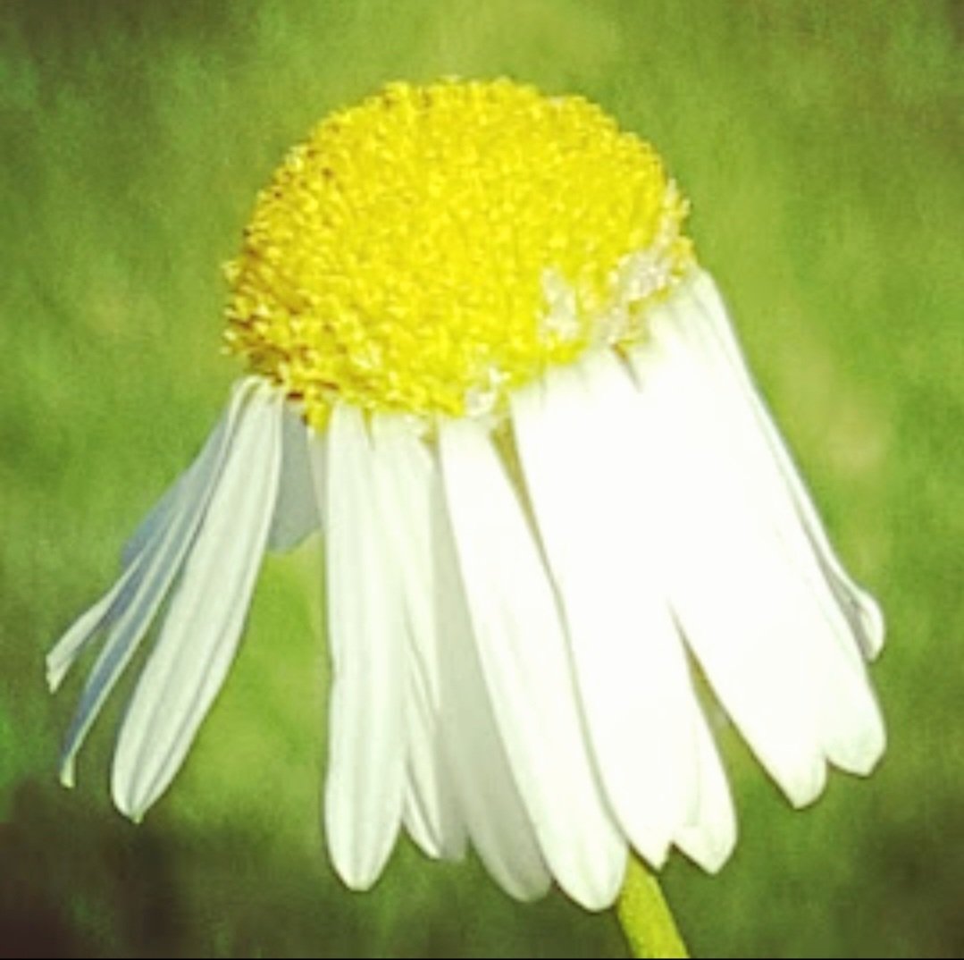 Day 23 #Gratitude January 2023

“Daisies are like sunshine in the ground.”                                 – Drew Barrymore 

#newyear #gratitude #abundance #newyear #newbeginnings #tenweeks #incredibleyou #coach
