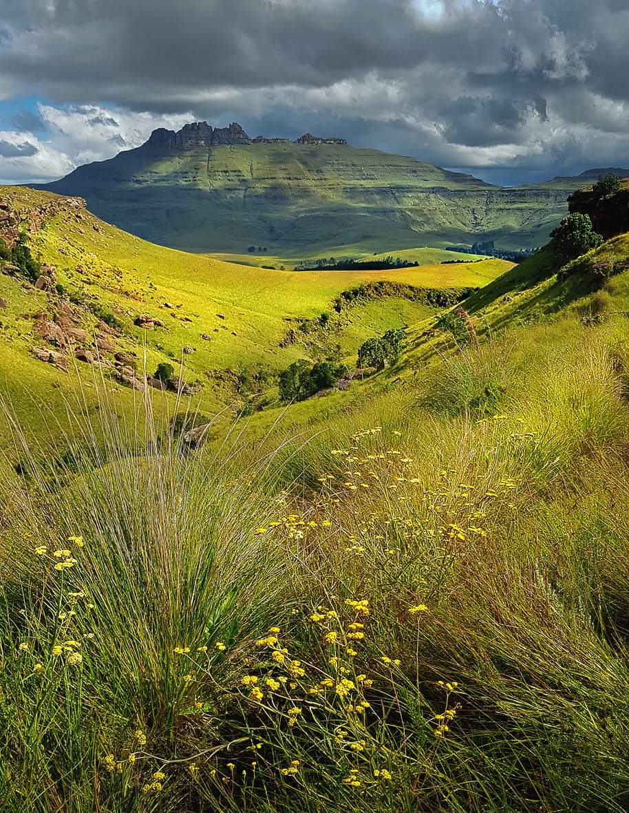 Carl_CE50's tweet image. Underberg. A southerly aspect over the Bamboo Mountain foothills toward the green slopes of Garden Castle.