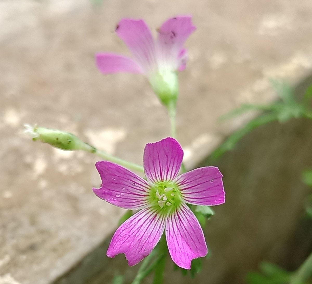 Oxalis corymbosa very small flower
