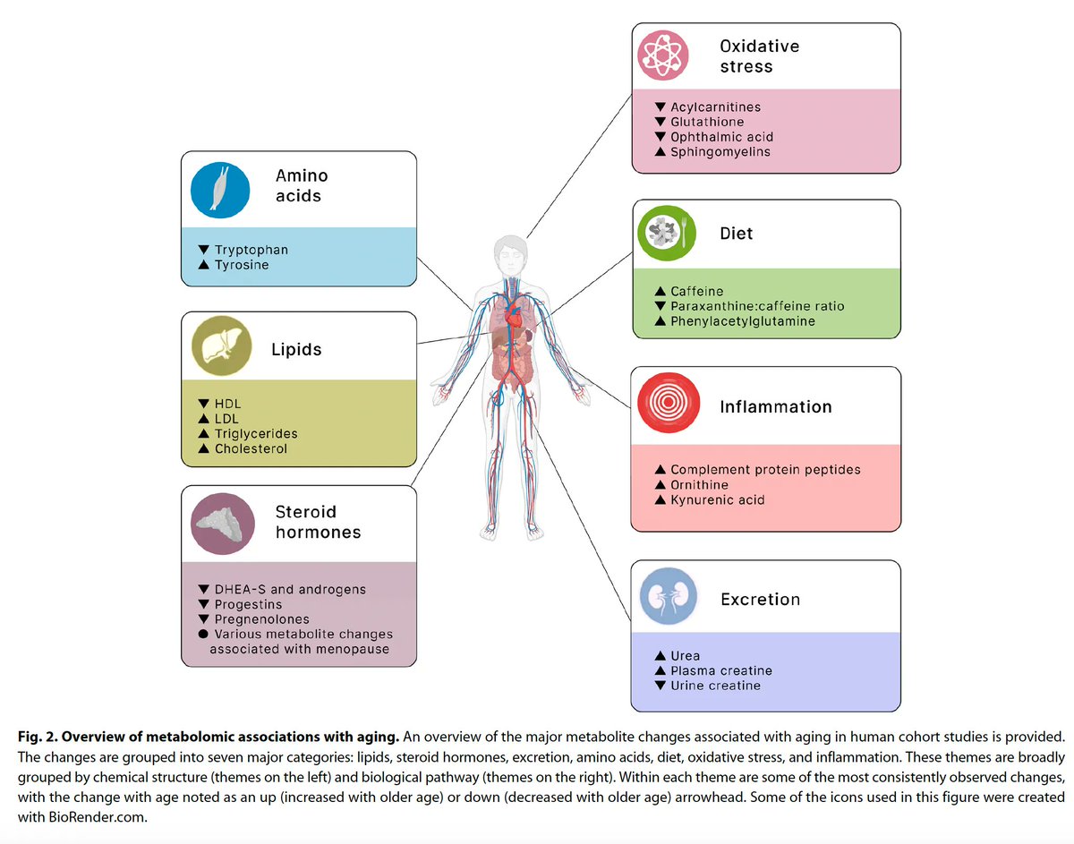julianmutz's tweet image. Nice review in @ScienceAdvances by @DanielPanyard @SnyderShot et al providing an overview of research on the #metabolomics of ageing

buff.ly/3CPRdKa