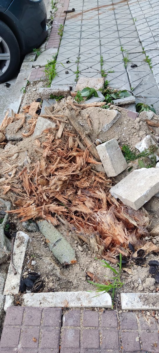 sostenibleyverd's tweet photo. En #Utrera su #Alcalde y Delegada de #Medioambiente y #CambioClimático están #Talando todos los #Arboles del polígono el Torno.
Unos 100.
Y #CEMENTANDO TODO EL POLIGONO.
❗BÁRBAROS ❗
#UTRERA https://t.co/j8CkK0rnPY