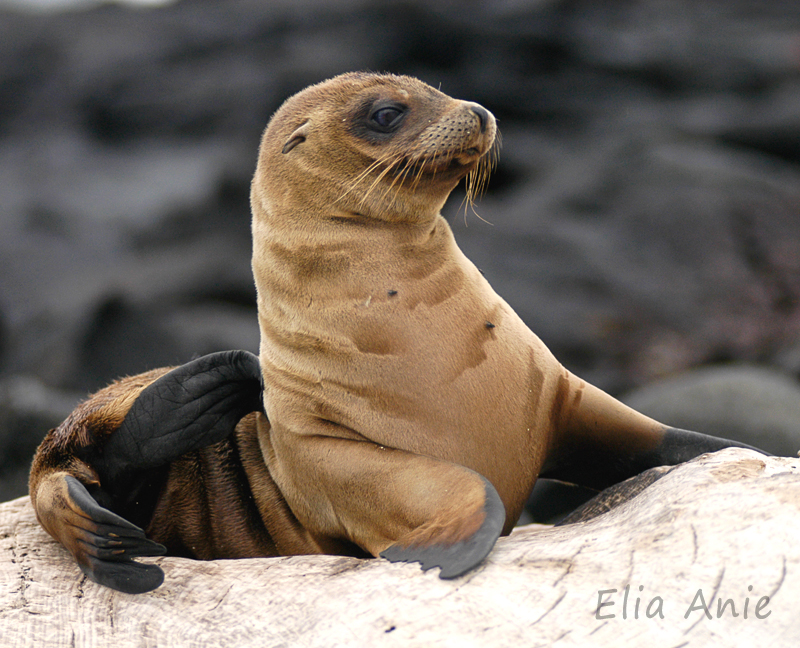 Young sea lion portrait. #Galapagos
#GalapagosIslands #SeaLion #Ecuador #wildlife #nature #WildlifePhotography #NaturePhotography