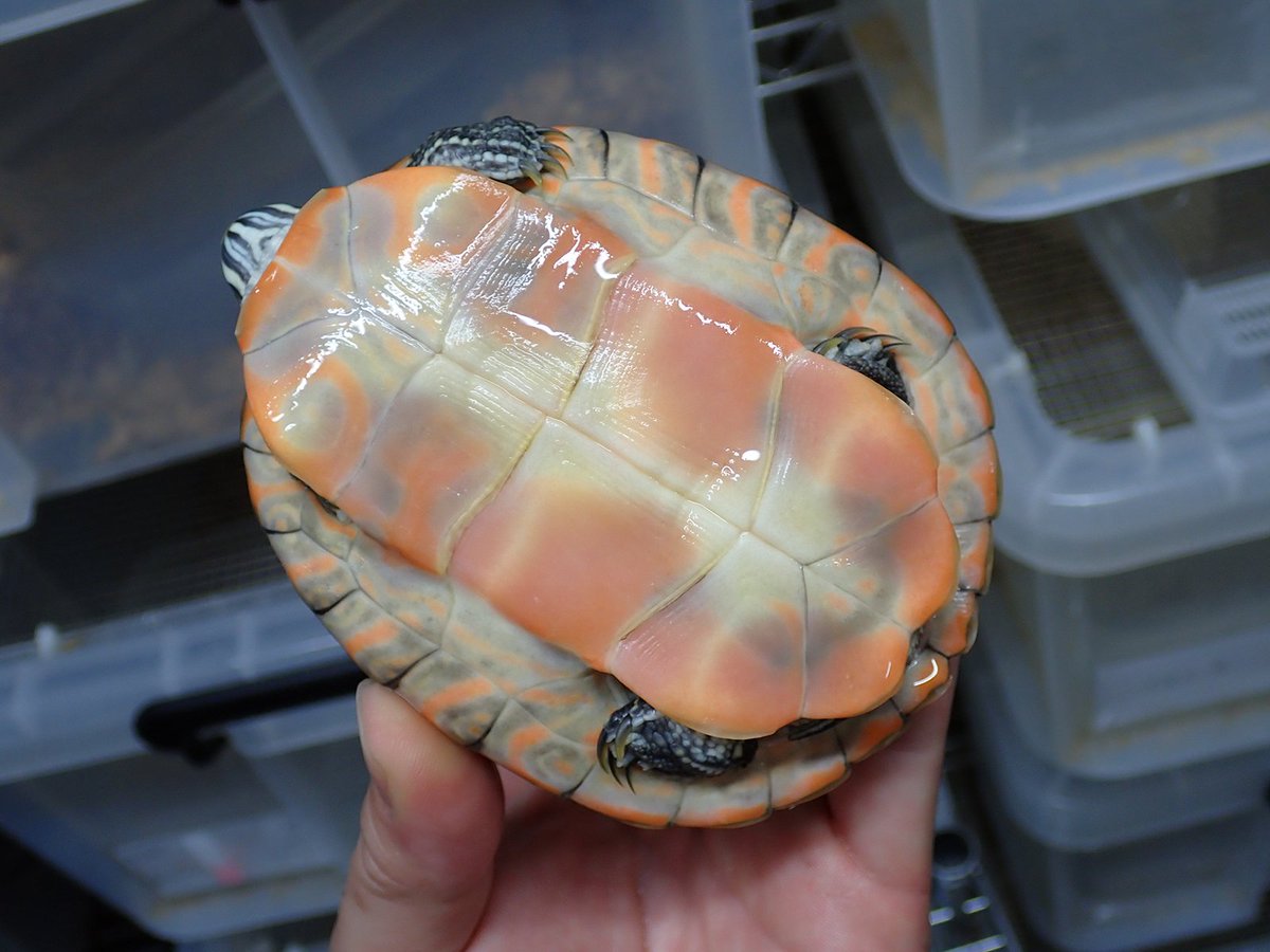 E.S.P.爬虫類・両生類専門店 on Twitter 