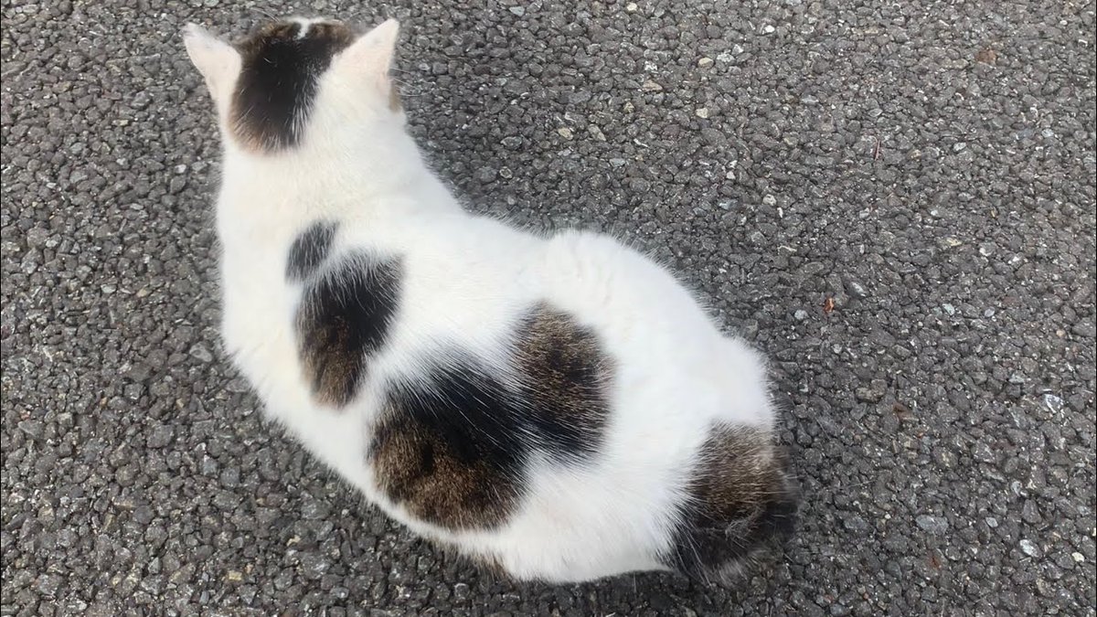 MeowMoeDotCom's tweet image. 地域猫のフリッフリのボブテイルが可愛すぎました・・・笑
 
meowmoe.com/28451/
 
#Bobtail #Cat #Neko #ジャパニーズボブテイル #トビキジ #ブラッシング #ボブテイル #地域猫