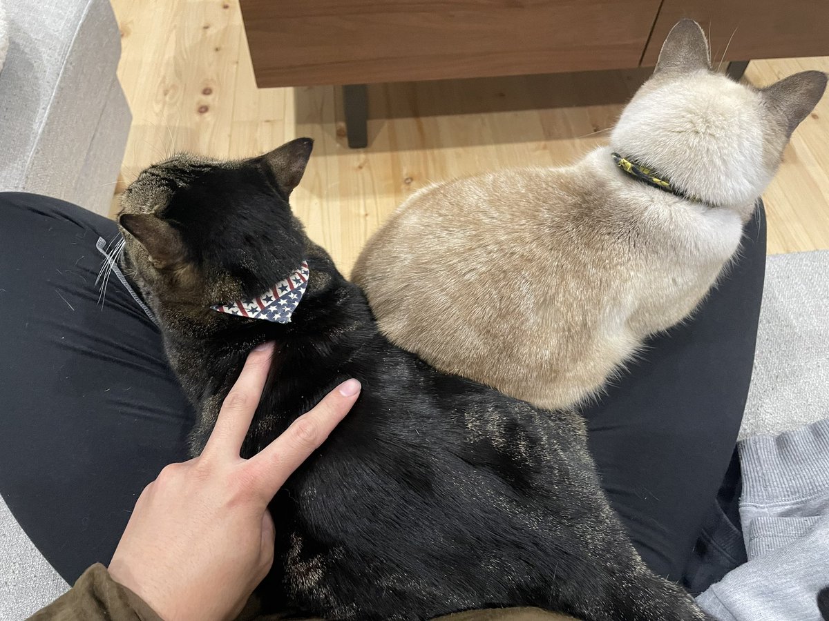 しごおわからソファ座って10秒でこれ
猫はいいぞ〜おもたい()