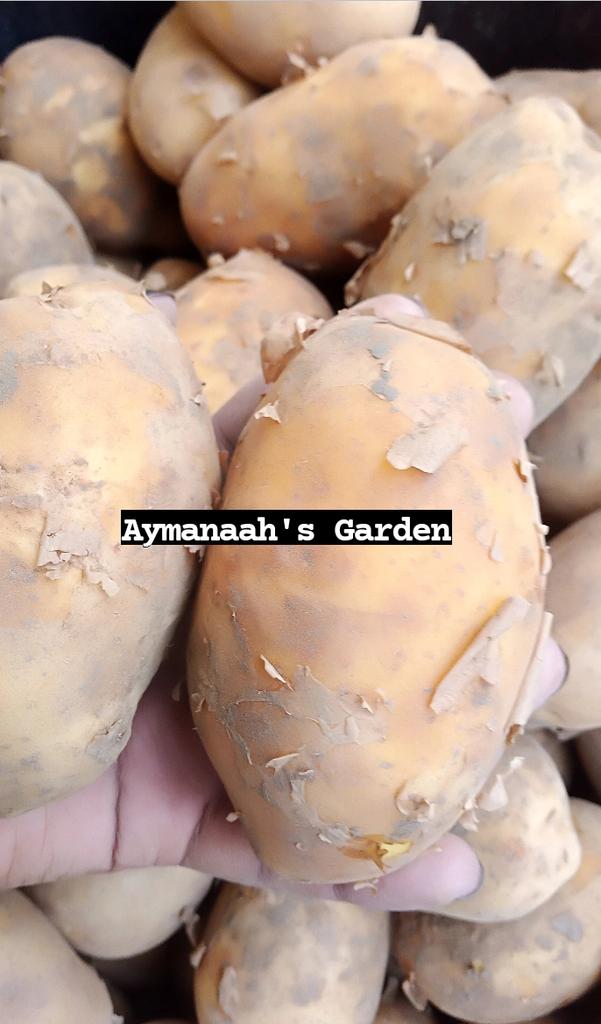 aymanaaaah___'s tweet image. Hello Fam 🥰
Welcome to Aymanaah&apos;s Garden!!!! 
An online grocery store that is located in the beautiful city of Jos, Plateau state where we provide you with different varieties of nourishing fruits, vegetables, nuts and herbs directly from the farm for a healthy living. 

🍍🍓🍅