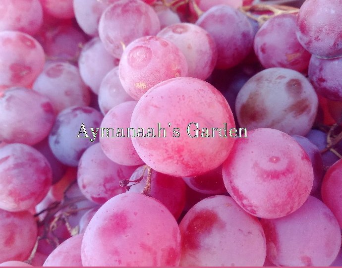 aymanaaaah___'s tweet image. Hello Fam 🥰
Welcome to Aymanaah&apos;s Garden!!!! 
An online grocery store that is located in the beautiful city of Jos, Plateau state where we provide you with different varieties of nourishing fruits, vegetables, nuts and herbs directly from the farm for a healthy living. 

🍍🍓🍅