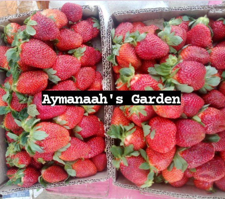 aymanaaaah___'s tweet image. Hello Fam 🥰
Welcome to Aymanaah&apos;s Garden!!!! 
An online grocery store that is located in the beautiful city of Jos, Plateau state where we provide you with different varieties of nourishing fruits, vegetables, nuts and herbs directly from the farm for a healthy living. 

🍍🍓🍅