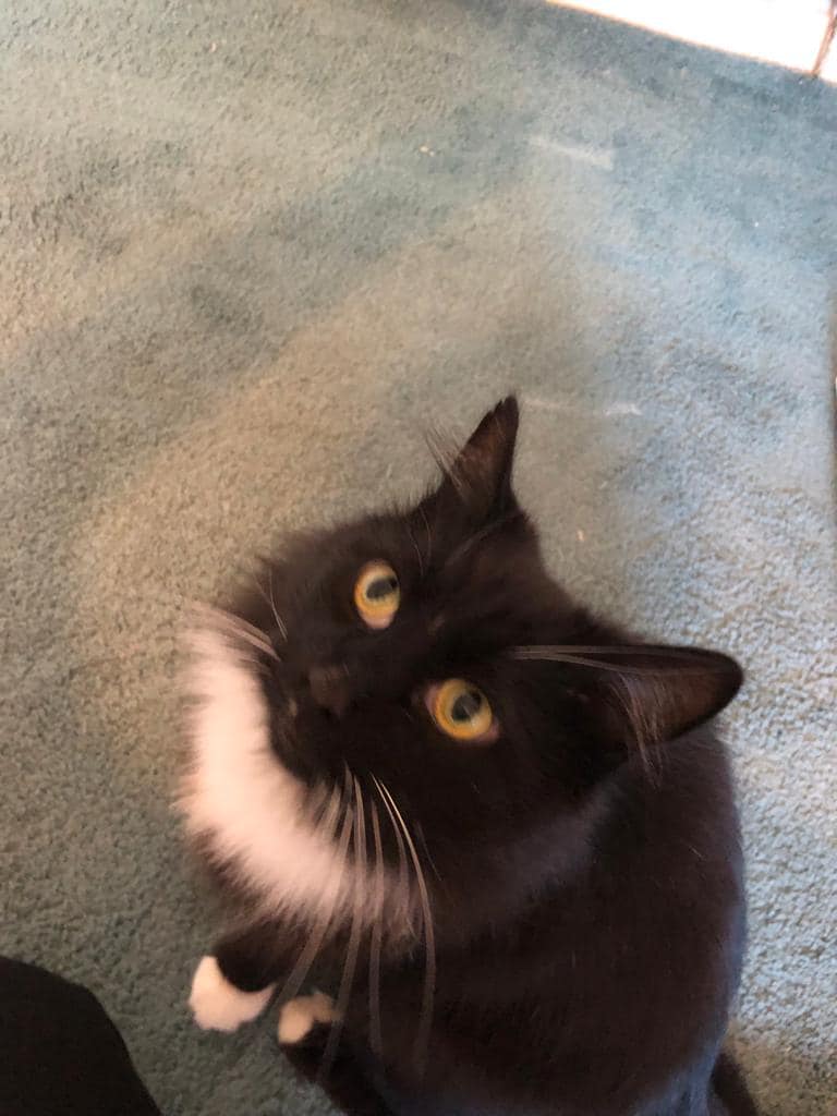 This beautiful boy is Oscar, approximately 3/4 years old friendly and loving but does not like other cats/dogs, needs to be in only cat household, no young children, outdoor access needed in a safe garden away from busy roads please contact us on 01416385110