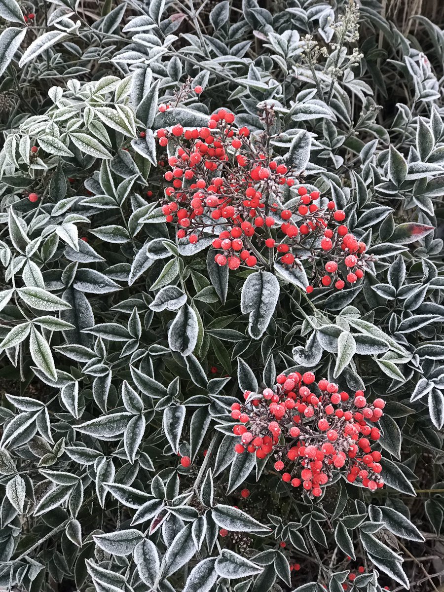 Gina Pipét tweet media