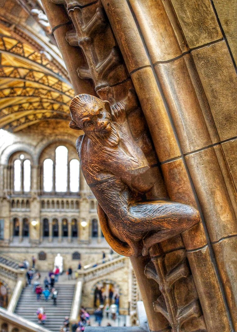 One of the 78 terracotta monkeys🐒 climbing the arches in the #NaturalHistoryMuseum of London. 

🙈🙉🙊