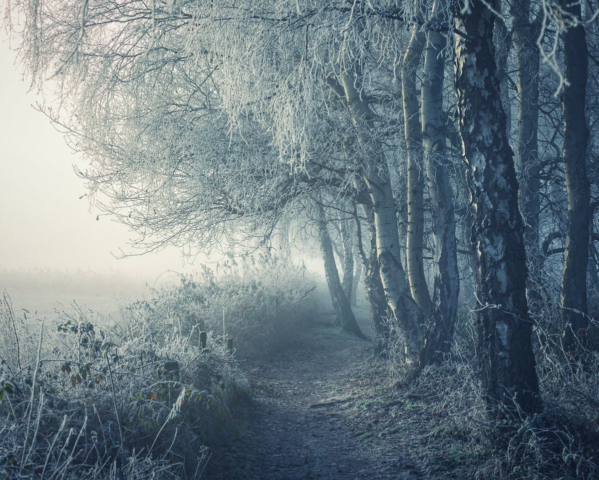 Cool vibes from frosty, foggy morning in the woods 🥶😊

#WexMondays #Forest #Woodland #Cold #Frost #Fog #landscapephotography
