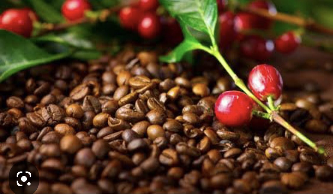 MkindiJackie's tweet photo. The Global coffee industry is thriving as its market size projected to hit $151.92bn in 2028, up from $104.22bn in 2020, thanks to the rise in demand for specialty coffee. However, Uganda &amp; Ethiopia are the only African countries that enjoy the market share. Food for thought👆 https://t.co/XV5NdPAqDw