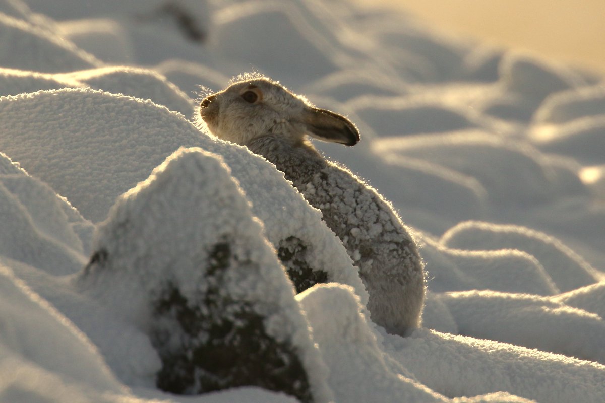 A lovely moment during the first snowfall of the season, drinking tea, surrounded by #MountainHares in winter pelage. Nothing better than hiking in #CairngormNationalPark experiencing some proper, winter blizzards! 

@BBCSpringwatch 
@HPT_Official 
@ThePhotoHour 
#Winterwatch ❄️