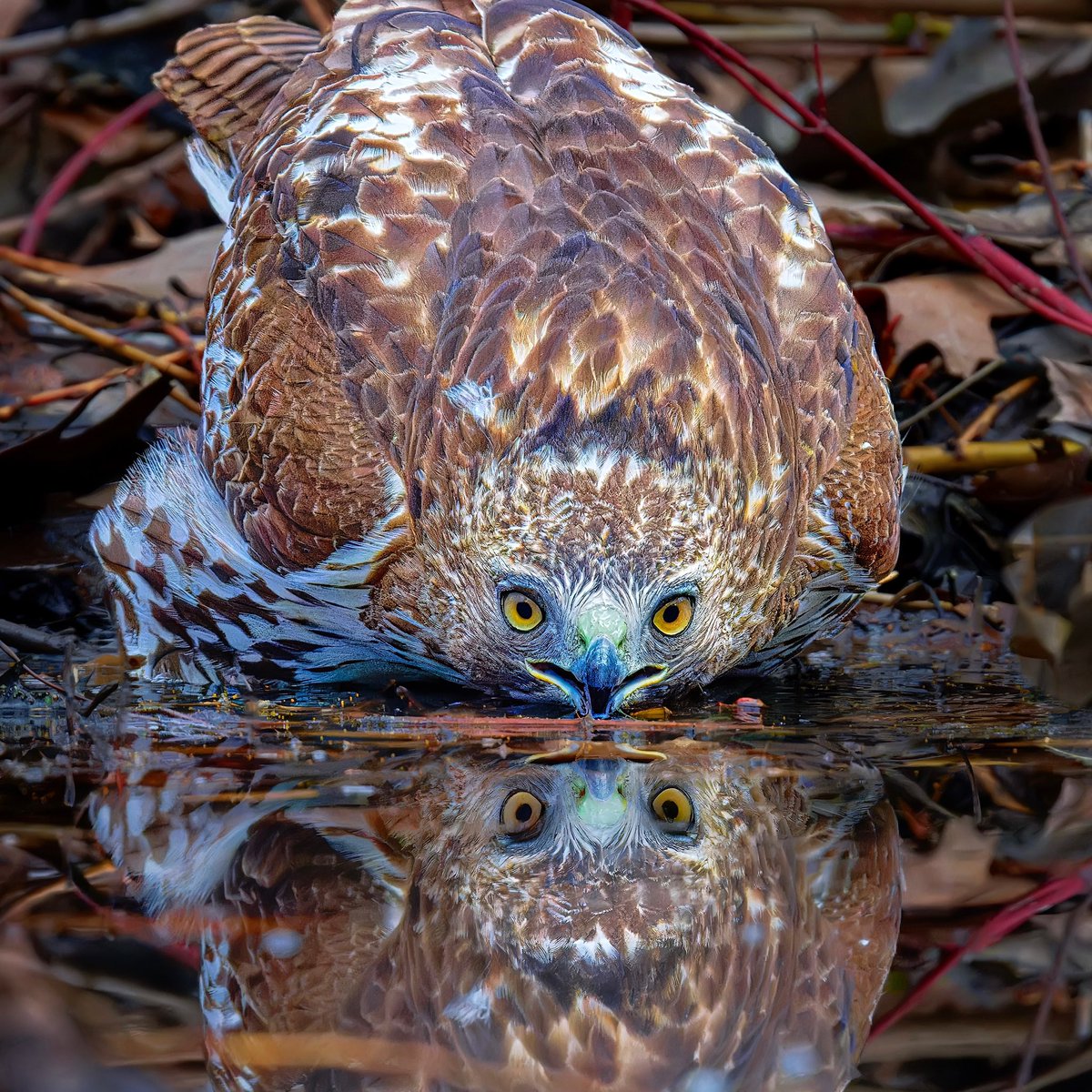 Juvenile Red-tailed hawk at the Loch stream. My dream shot 😊 #birdcpp @BirdCentralPark