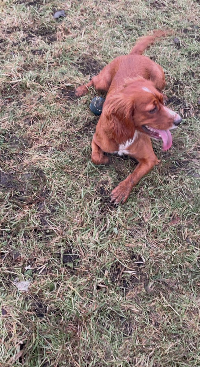 #morningvibes #morningview #DogsofTwittter