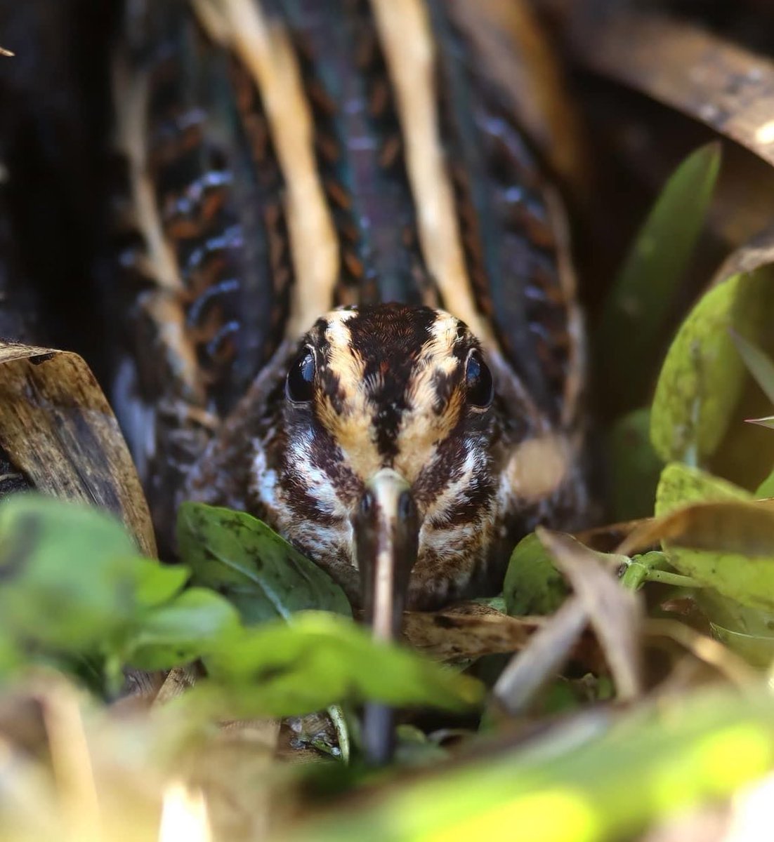 West Midlands Ringing Group tweet media