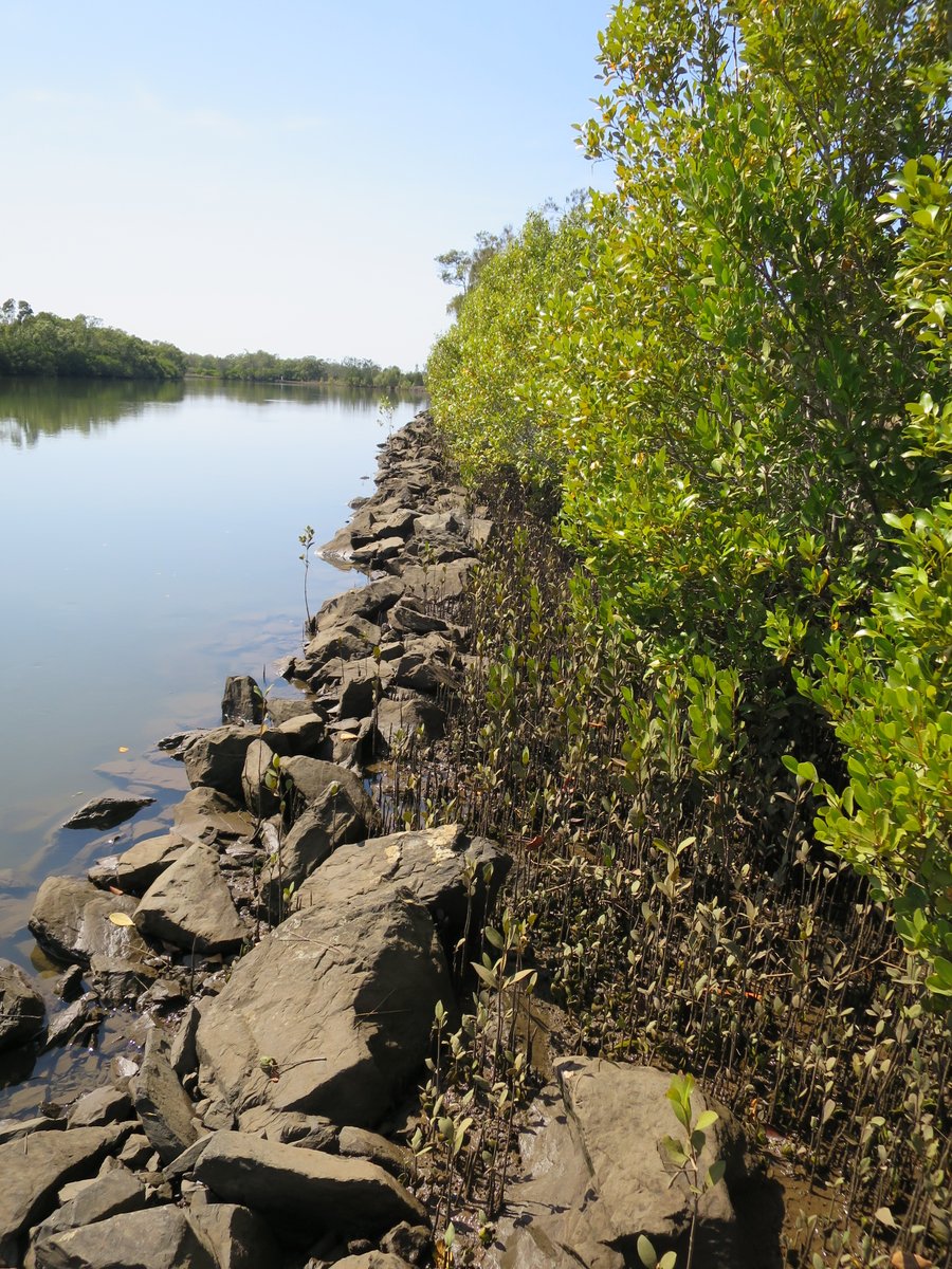 New #openaccess paper on the coastal protection and blue carbon benefits of hybrid mangrove #livingshorelines sciencedirect.com/science/articl…