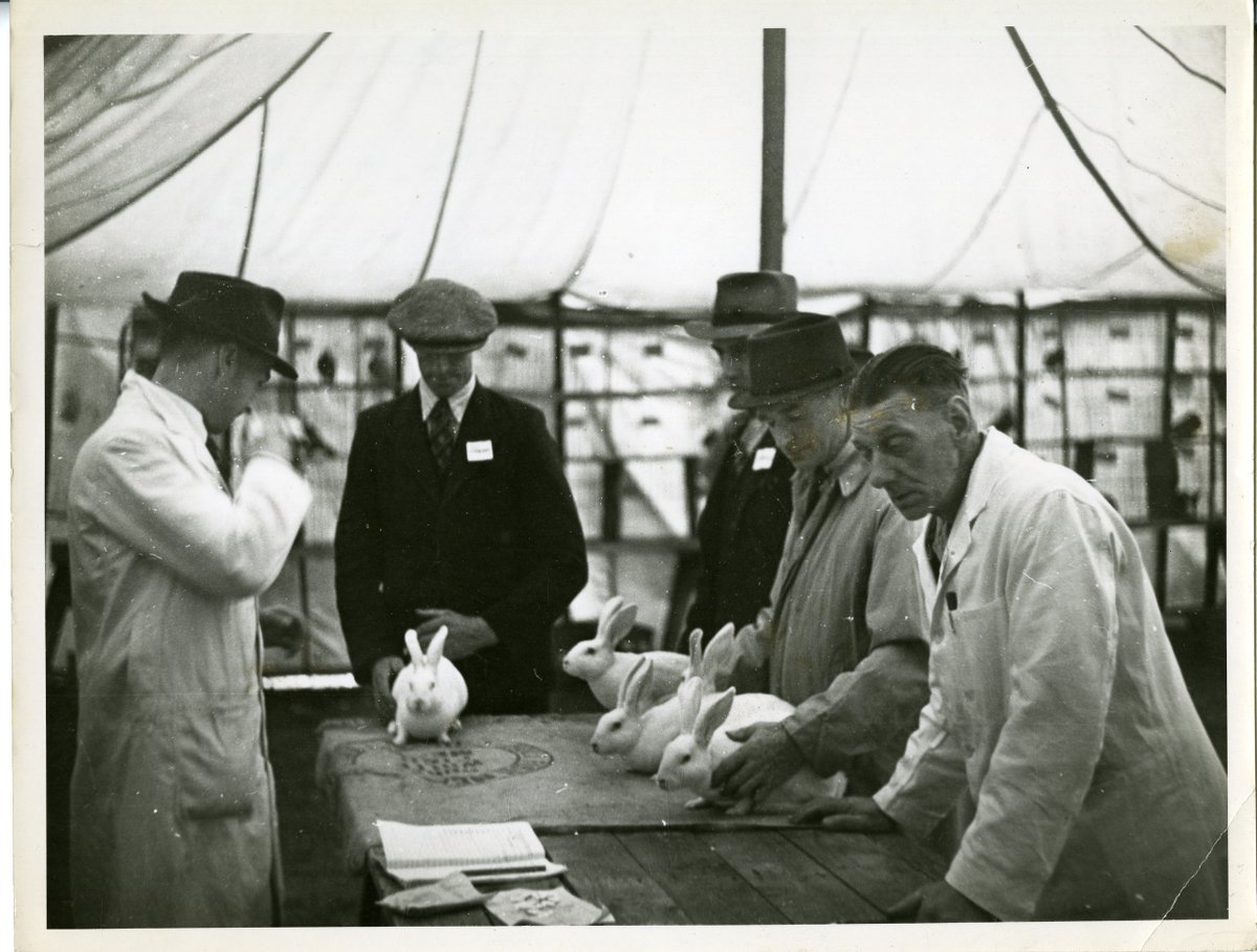 ScarbsCollect's tweet image. As we've entered the new #LunarNewYear and it's the #YearOfTheRabbit here's a picture of some gentlemen judging a rabbit competition from our photo archives 🐰🐰🐰...