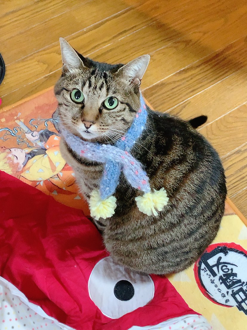 とらのじょう9歳の記念日♪
母がマフラーを編んでくれました