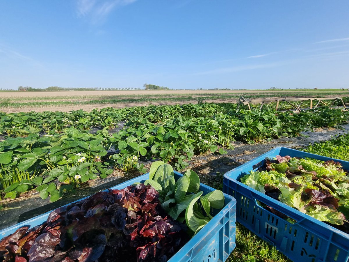 Havo-leerlingen van Technasium in Groningen doen een onderzoek naar marketingboodschappen met inzet van innovatieve technieken in kader van programma Waddengastronomie. Wil jij hen helpen? Vul dan hun enquete in over smaak van het wad: lnkd.in/ebqvjKVH foto: Timpelsteed.