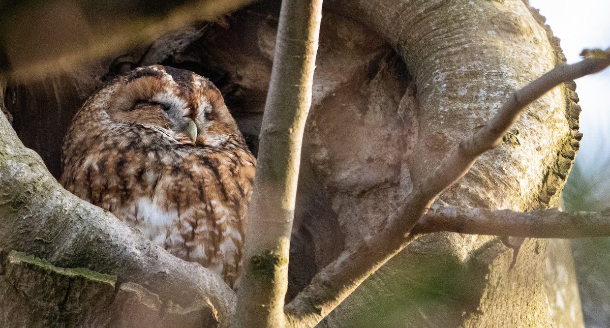 #TawnyOwl #Owl in a Swindon Park #wiltsbirds  @SwindonWS #birdwatching #BirdsSeenIn2023 #birdphotography