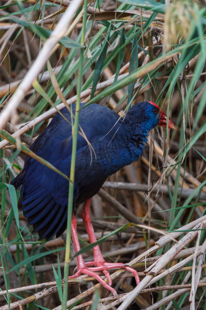 @klaastexel @birdingbreaks @ZEISSBirding @CameraNU_nl agree, dit is Madeira, anypicture.nl